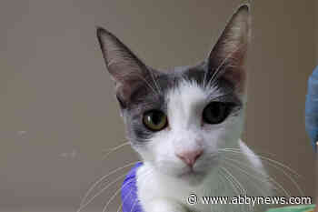 SPCA caring for 21 cats, 8 kittens surrendered from B.C. property