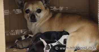 Shock at 'cruelty' of leaving mum and seven pups in cardboard box next to bin