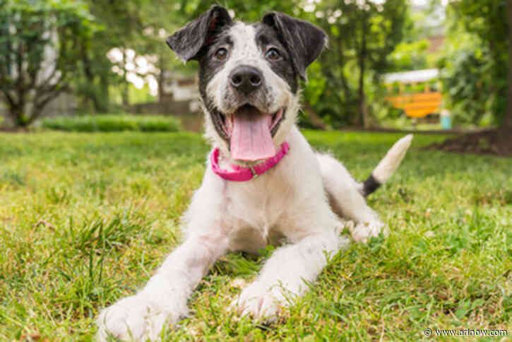 Adoptable Pet of the Week: Cosmic Brownie