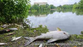 Fischsterben an thailändischem Strand: Experten lösen Rätsel
