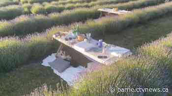 Creemore lavender farm offers unique picnic experience this summer