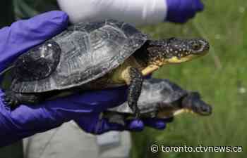 Toronto Zoo releases 55 endangered turtles to the wild