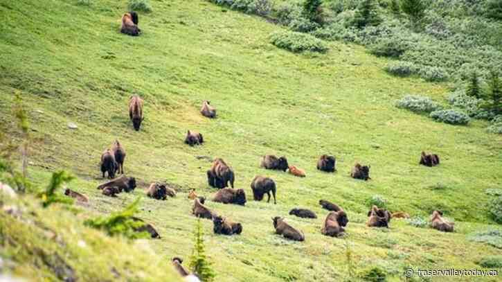 Parks Canada says bison herd to remain the backcountry of Banff National Park