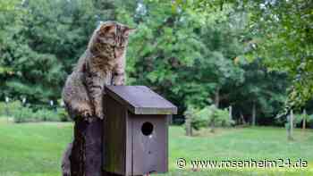 Katzen mit Ultraschall aus dem Garten vertreiben – sehr effektiv, aber es hat auch Nebenwirkungen