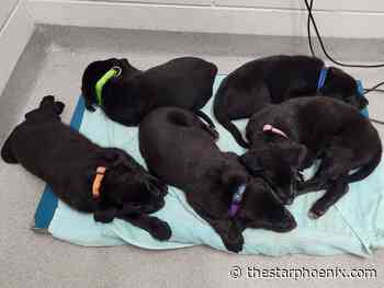 More than two dozen puppies, now needing a home, left in bin on SPCA doorstep