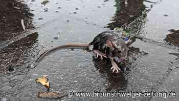 Unwetter-Ticker: Feuerwehr beendet Großeinsatz - Millionenschaden