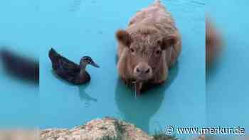 Freundschaft zwischen Mini-Kuh und Ente lässt Herzen schmelzen – Video geht viral