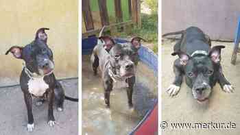 „Abwarten und die Pfoten still halten ist nicht ihre Stärke“: Hündin sucht Zuhause – außerhalb Bayerns