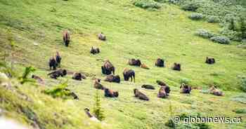 Banff bison population thriving, grows from 16 to 100 in Parks Canada pilot