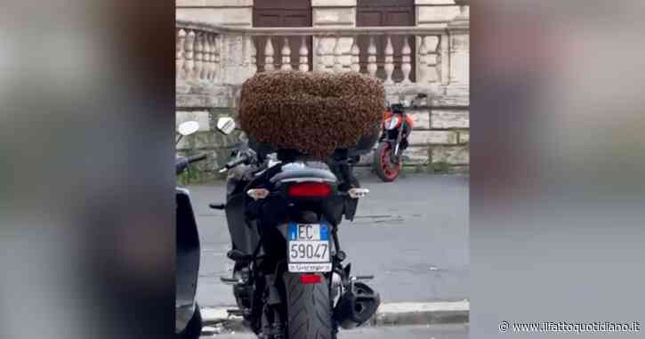 Uno sciame di api avvolge il bauletto di una moto parcheggiata nel centro di Roma