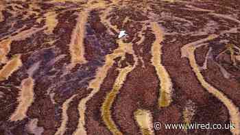 The Seaweed Blob Is Heading to a Beach Near You