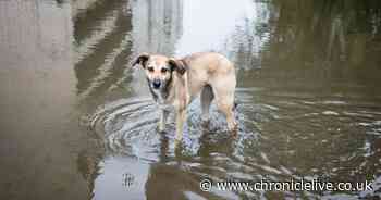 Vet issues warning to dog owners over jumping into water in hot weather