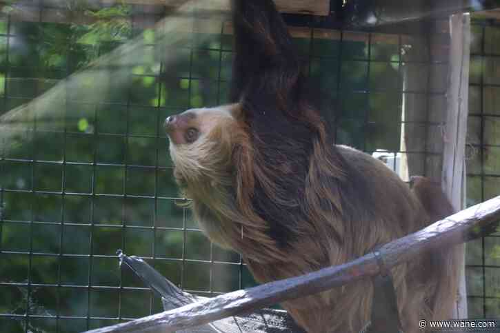 Fort Wayne zoo adds a sloth!