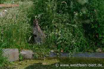 Lübbecke: Durch diesen Garten hopsen kleine Kängurus