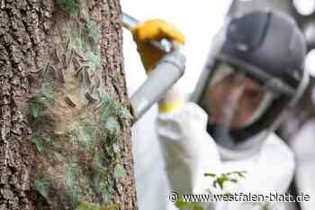 Stadt Delbrück stellt klar: Eichenprozessionsspinner im öffentlichen Raum werden entfernt