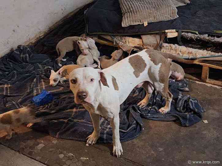 What can you do to help the 55 rescued South Valley pitbulls?