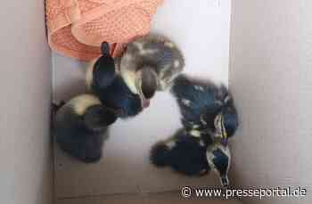 FW-EN: Gerettete Entenküken und Türöffnung