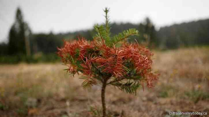 B.C. warns of summer drought, asks people to conserve water