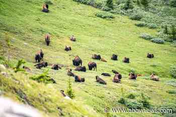 Parks Canada says bison herd to remain in Banff National Park backcountry