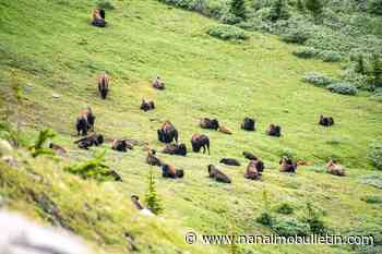 Parks Canada says bison herd to remain in Banff National Park backcountry