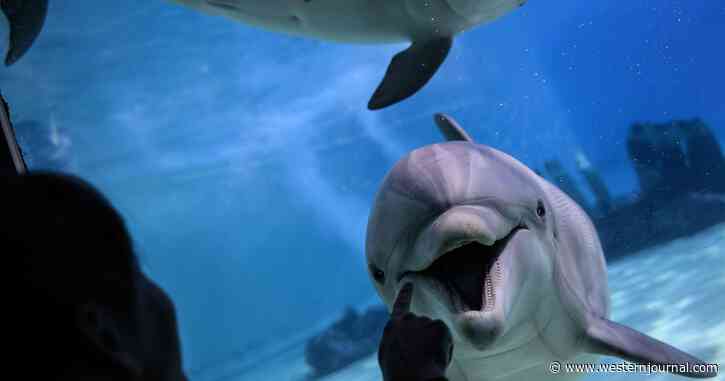 Anti-Diver Combat Dolphins Deploying in Black Sea, Whales and Seals Also Being Trained: Report