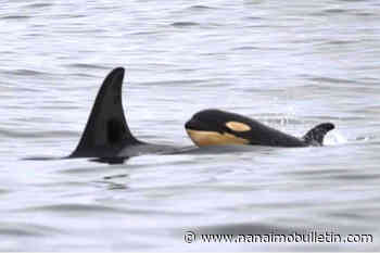 Orca newborn seen off Tofino believed to be pod’s first calf in years
