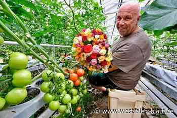 Frische Rosen und leckere Tomaten zu gewinnen