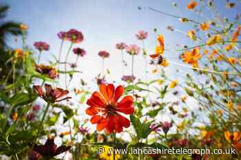 7 of the UK’s most Instagrammable flower fields to visit