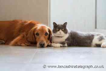 Diabetes in pets: PDSA urges UK owners to check for 6 signs