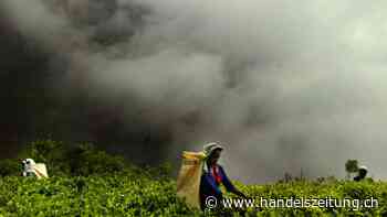 Tee gegen Öl: Sri Lanka will Schulden an Iran begleichen