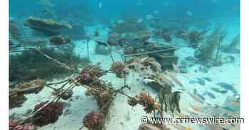 Huawei-IUCN Tech4Nature Initiative Announced New Phase of Coral Reef Protection Project