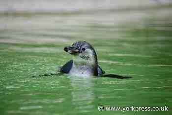 Humboldt penguin chick takes its first dip at Sewerby Zoo