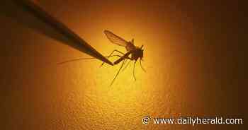 Despite drought, mosquitoes are still a concern this summer