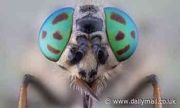 Brits warned over summer invasion of 'Dracula' horseflies that can 'bite through clothes'