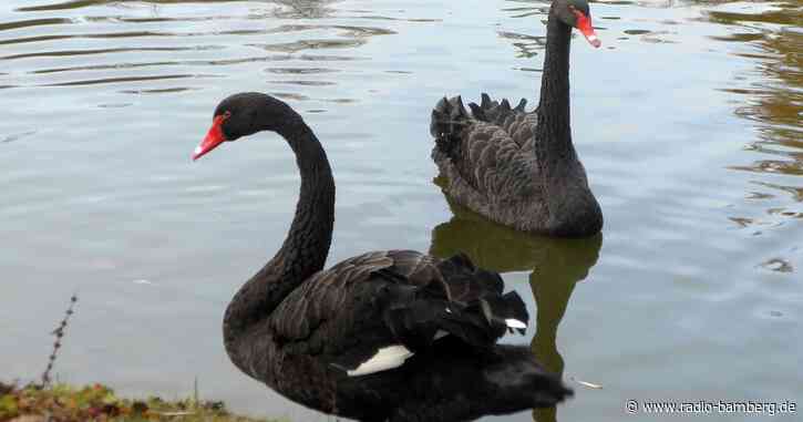 Verkuppeltes Trauerschwan-Paar sucht neue Besitzer
