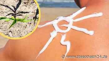 Hitze-Serie reißt nicht ab: Wetter-Experten rechnen mit heißen Sommermonaten