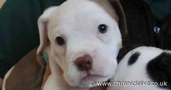 51 dogs looking for loving homes in after a lonely stay in North East kennels - could you help?