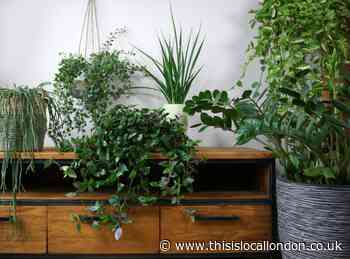 Easiest indoor plants to grow from Spider Plants to Aloe Vera