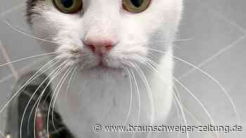 Salzgitters Kater, der sich durchs Leben kämpfte