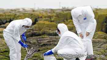 Vogelgrippe: So gefährlich ist sie für Hunde und Katzen