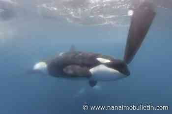 Orcas disrupt boat race near Spain in latest display of dangerous, puzzling behavior