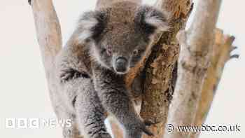 Monty the Longleat koala celebrates first birthday