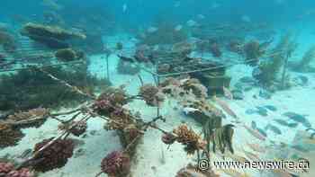 Die Initiative Huawei-IUCN Tech4Nature kündigt neue Phase des Coral Reef Protection Project (Korallenriff-Schutzprojekts) an