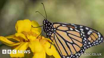Monarch butterfly's spots help it migrate - study