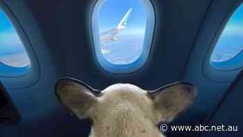 The people flying their pets around the world in private jets to avoid putting them in the cargo hold with luggage