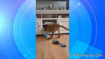 WATCH:  ICYMI: Puppy outgrows hangout spot