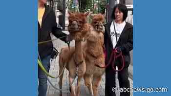 WATCH:  Alpacas take stroll along the streets of Tokyo