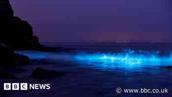 Bioluminescent plankton: 'It's the northern lights of the ocean'
