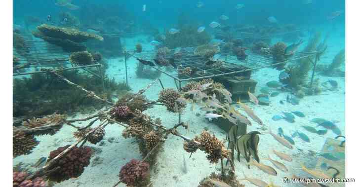 Huawei-IUCN Tech4Nature объявила о новом этапе проекта по защите коралловых рифов