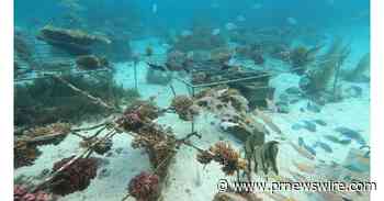 La iniciativa Tech4Nature de Huawei-IUCN anunció una nueva fase del Proyecto de Protección de Arrecifes de Coral